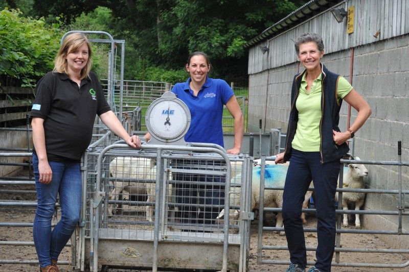 Earlier weaning brings benefits to ewes and lambs, according to sheep experts