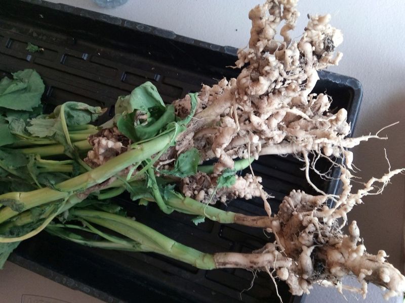 Clubroot, which affects all cultivated and wild cruciferous plants, has increased in the UK