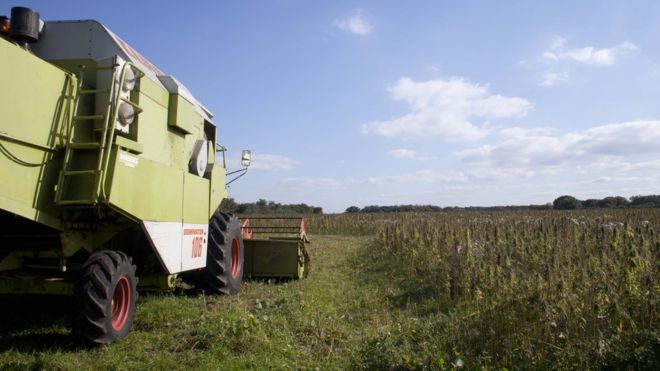 Hemp farmers have started destroying the crop by using a combine harvester (Photo: Hempen)