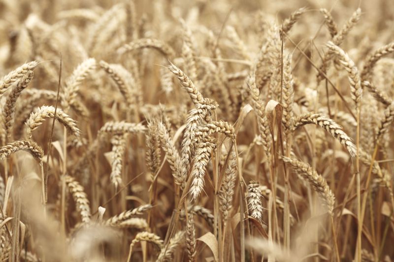 The consortium of farmers and scientists want to produce wheat varieties better adapted to environmental challenges