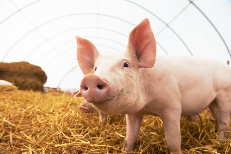 The research comes as the pig industry is under increasing pressure to reduce the use of antibiotics