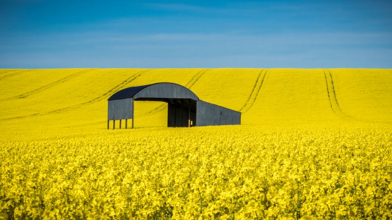 A new five-point plan aims to prepare farmers who are aiming to plant oilseed rape soon