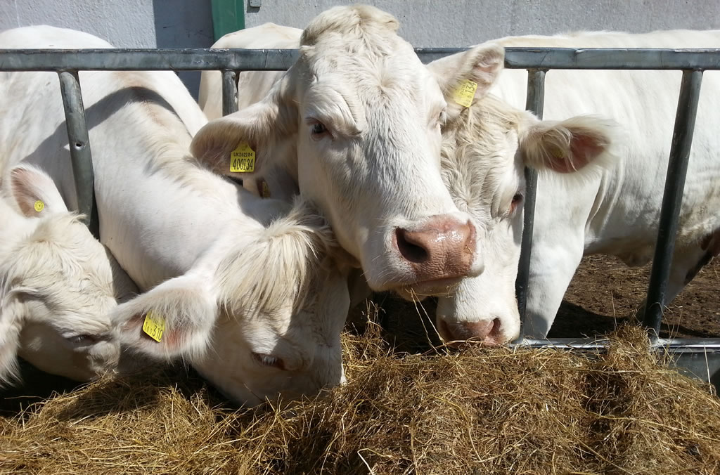 The farming industry has seen antibiotic reductions of 40 percent so far