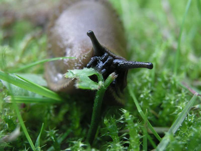 The government's decision to ban metaldehyde slug pellet products has been declared unlawful