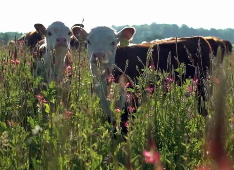 The film highlights the benefits to consumers and the environment of grass-fed meat and dairy