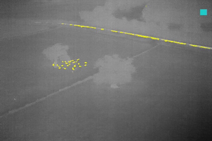 A shot taken of sheep in fields close to the A428 in East Haddon - heat sources like animals, people and roads show up on the camera in yellow (Photo: Northamptonshire Police)