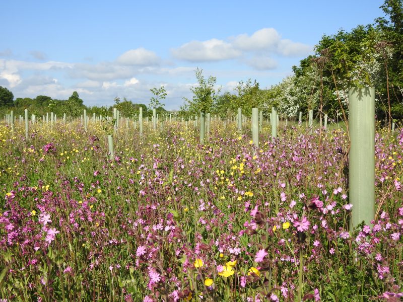 The technique creates what is known as “forests of flowers”