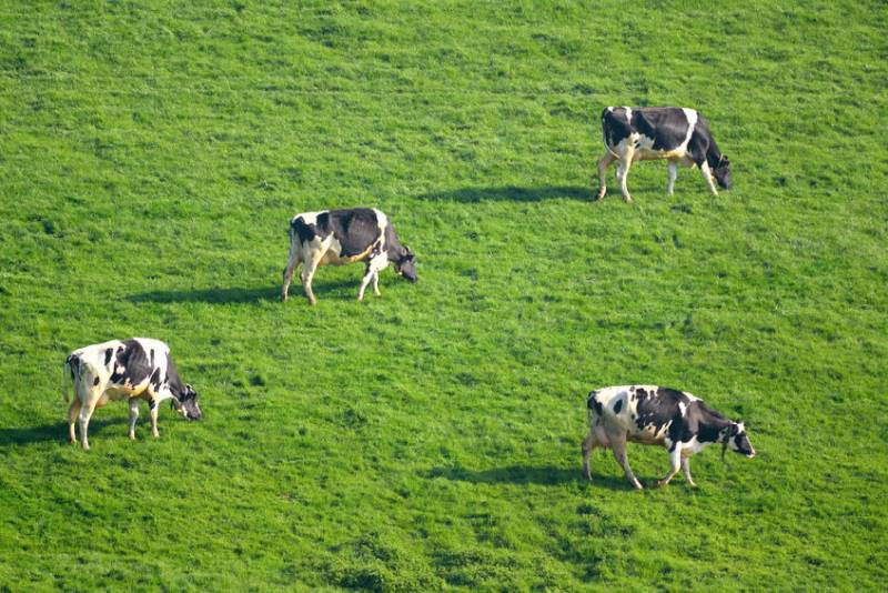 The dairy company agreed a minimum of 150 days grazing with its farmer suppliers