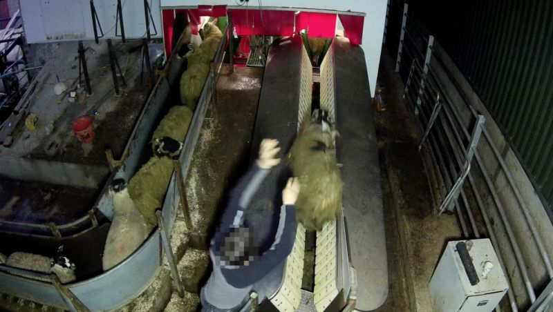 Footage shows that many of the sheep were not killed with a single clean cut (Photo: Animal Aid)