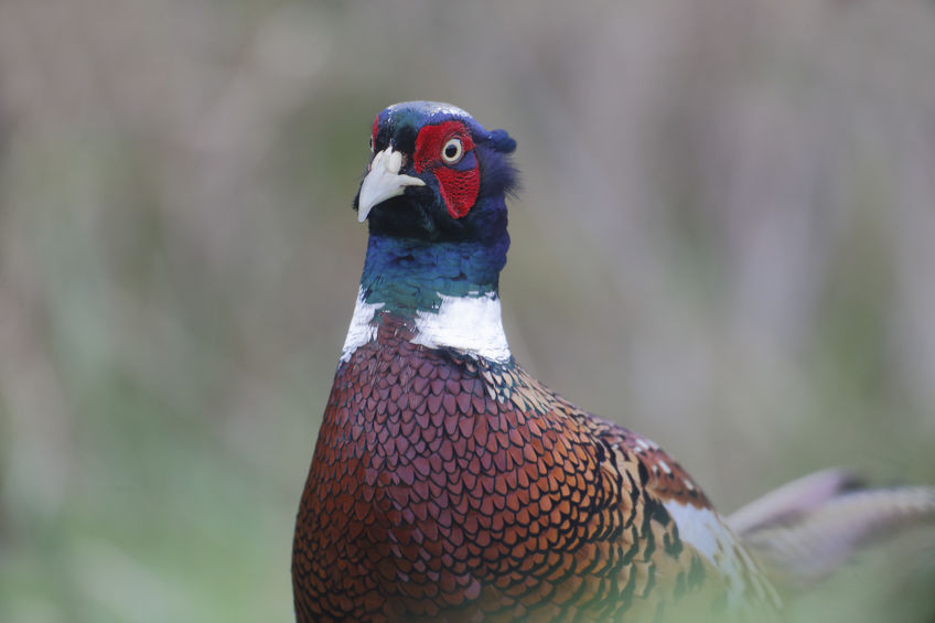 Animal rights activists are blamed for the deaths of hundreds of pheasants