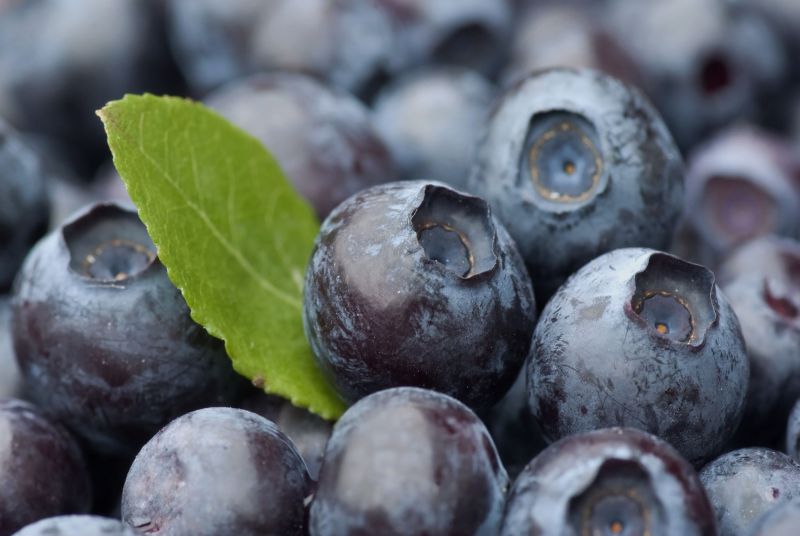 British blueberry production has significantly increased over the years