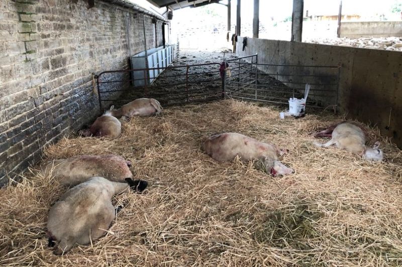 The incident happened in Glastonbury Tor (Photo: RSPCA)