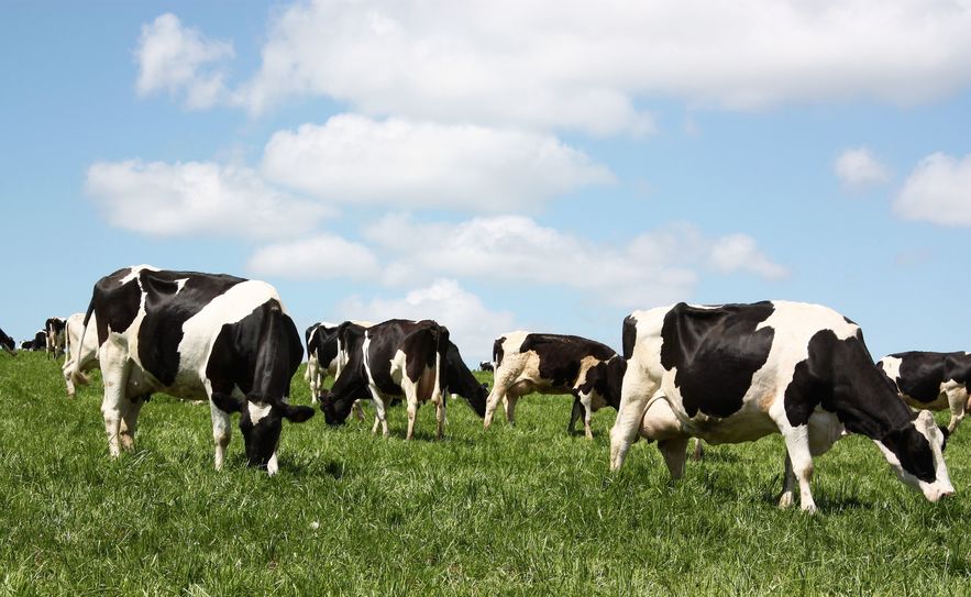 British farmers have been promoting the campaign locally