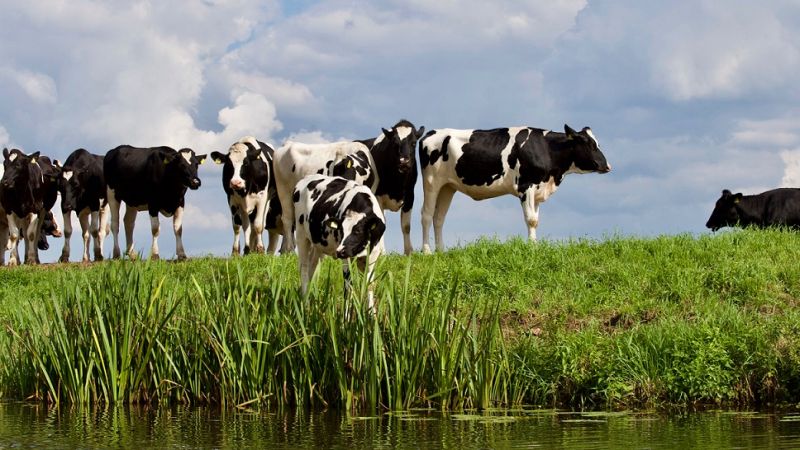 Well-Calf will develop the first system for integrating data from different stages of a dairy-beef animal's life through to slaughter