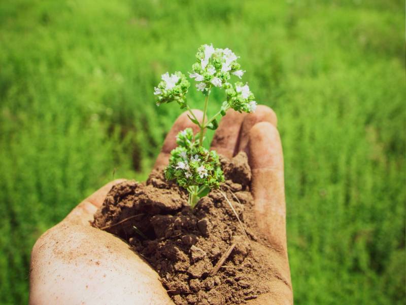 Oregano essential oil has been found to be beneficial to poultry during disease challenges