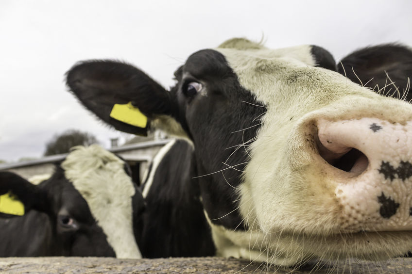 The research has discovered a new insight into bacterial infections found in the noses of healthy cattle