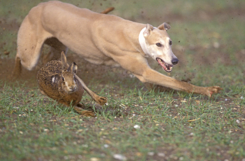 A Scottish rural group says that illegal acts, such as hare coursing, should face stronger penalties