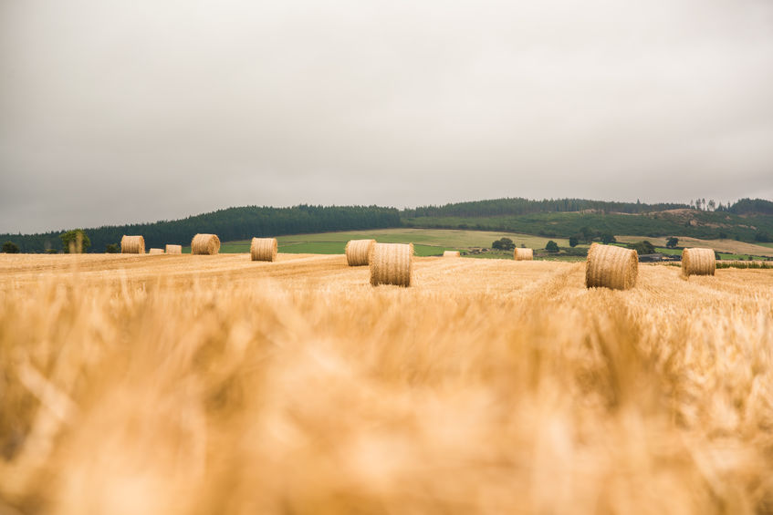 Crop reports from round the Scotland show all farmers are in the same boat