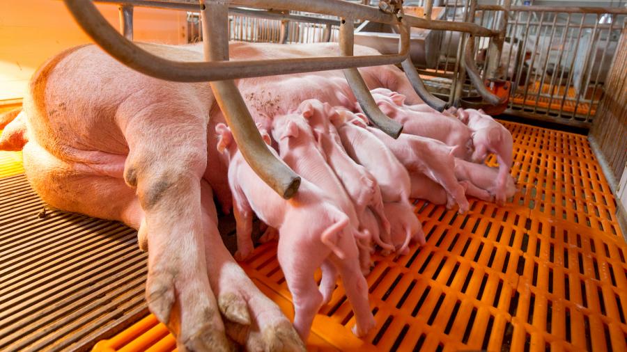 The National Pig Association has challenged CIWF over its 'illegal trespass' on pig farms (Photo: NPA)
