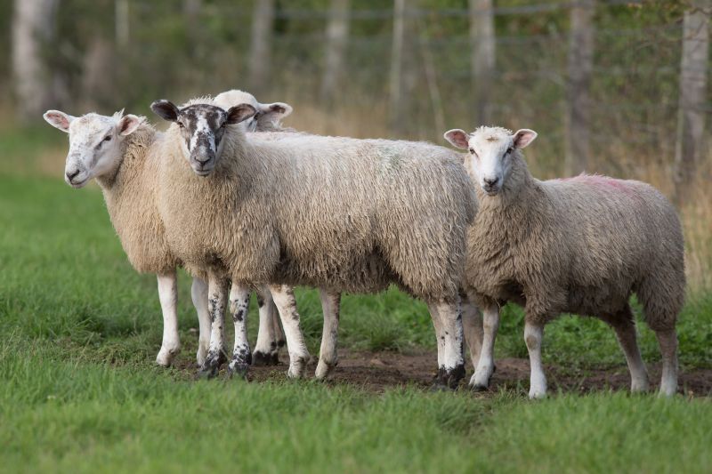 There has been a spike in the number of lambs succumbing to pasteurellosis