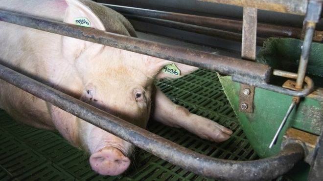 The animal welfare and vegan charity installed hidden cameras at the Warwickshire farm (Photo: Viva!)