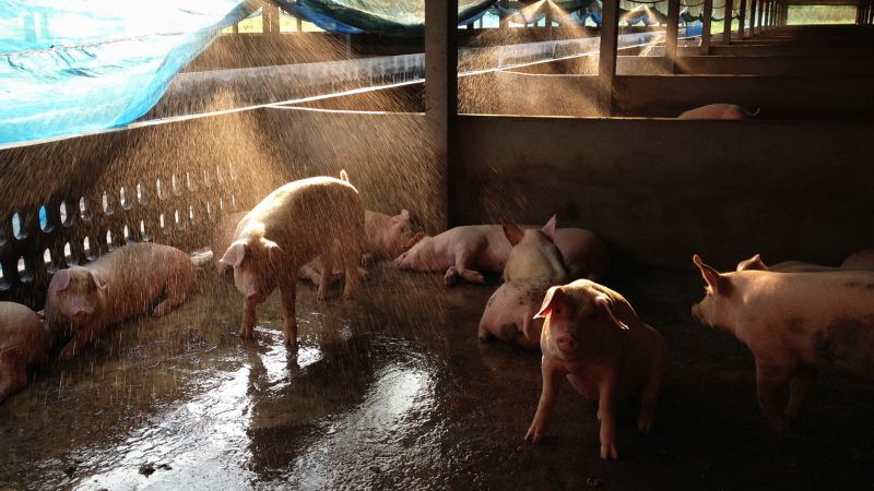 Pigs are much more sensitive to heat than other animals because they lack the ability to sweat