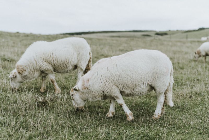 Grazing is known to play a role in boosting habitats and reducing use of machinery