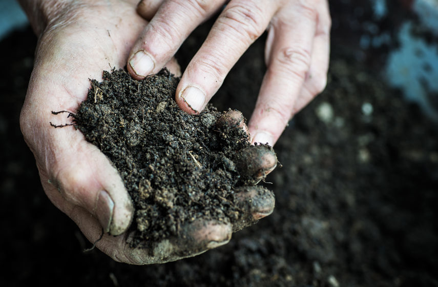 Soil stores the largest amount of carbon on land, the paper highlights