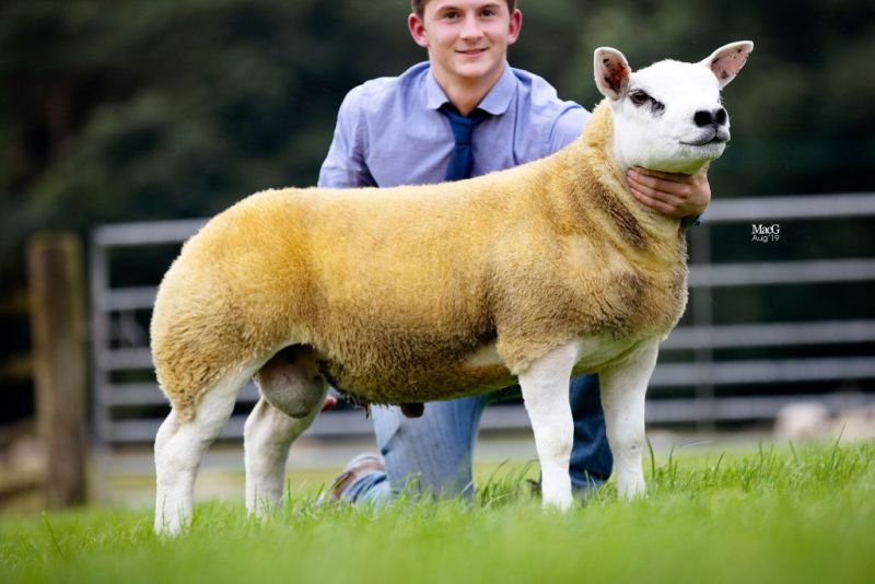 Breeder Allan Wight said the lamb had been a standout from two weeks old, with exceptional flesh and character