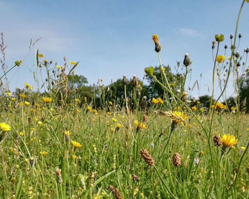 Groups in the Midlands have been awarded £100,000 funding to improve biodiversity