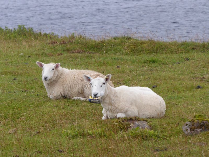 Discarded rubbish in the countryside can have serious effects on livestock (Photo: Noel Hawkins)