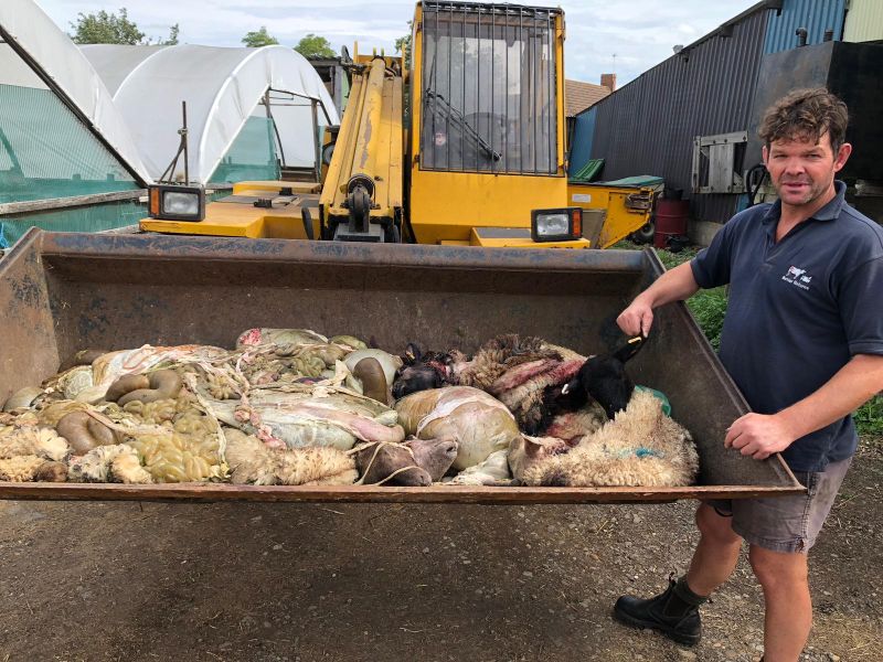 Patrick Green pictured with the remains of some of the slaughtered sheep (Photo: Northamptonshire Police)