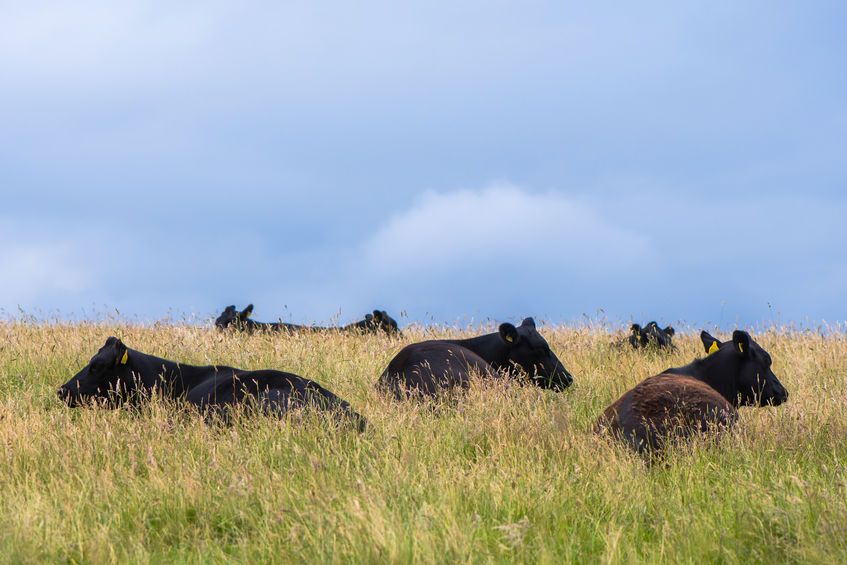 The incidence of summer mastitis tends to vary from year to year