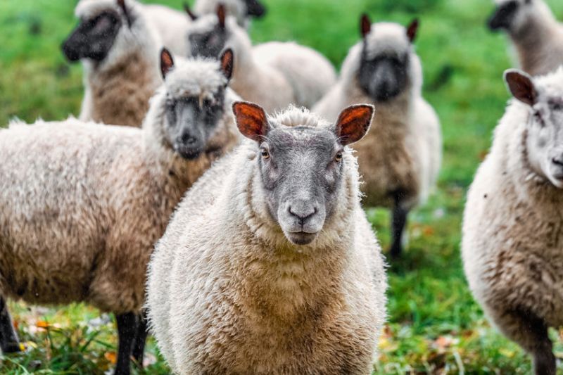John Wood, a sheep farmer from Dorset, was subject to months of abuse from activists (Stock photo)