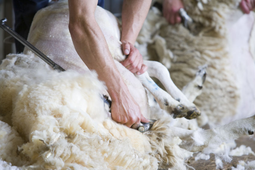 Sheep should be shorn at least once a year by “experienced and competent shearers”, government guidelines say