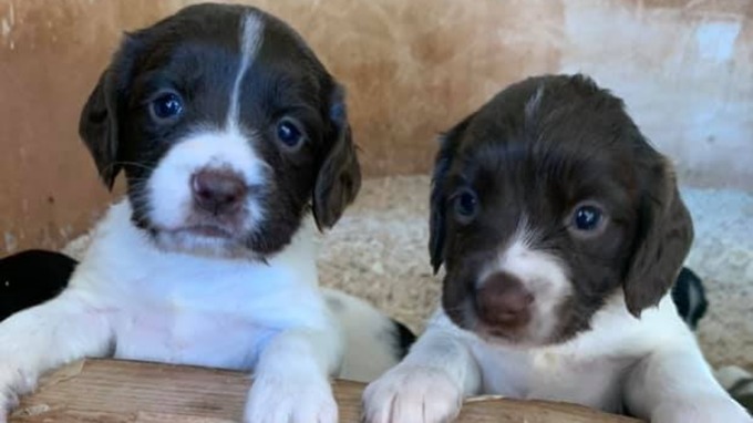 Seven puppies were stolen on Monday from a Dawlish farm (Photo: Aimee Foster/Facebook)