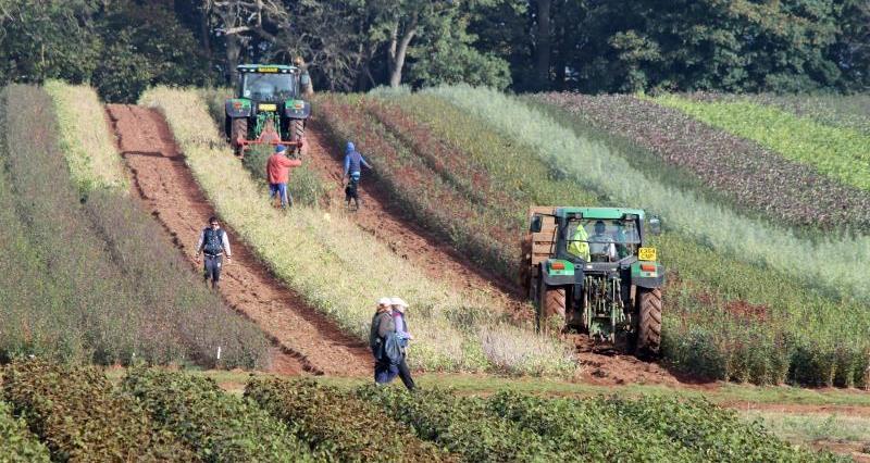 A union is currently surveying Scottish farms on permanent and seasonal staff needs