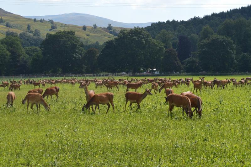 The venison market in the UK alone is estimated to be worth around £100 million per year