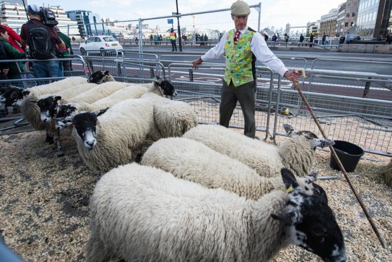 Thirty sheep are provided for the event by a Bedfordshire farmer