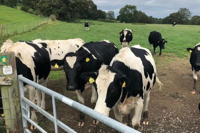 (Photo: North Wales Police Rural Crime Team/Twitter)