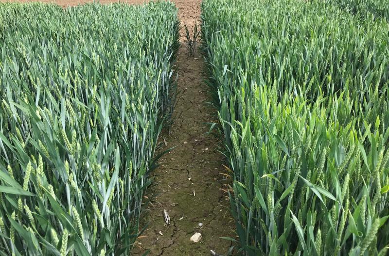 Under high BYDV pressure, RGT Wolverine (L) has significantly fewer symptoms compared with the control varieties