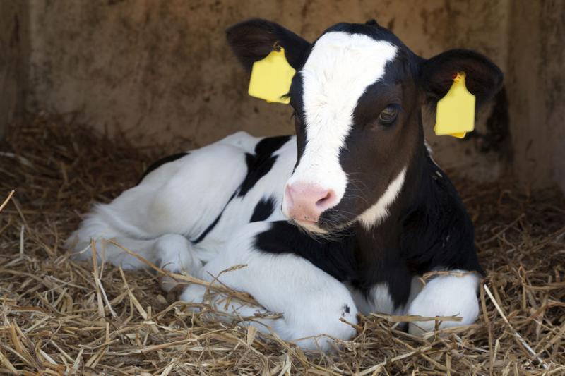 Since the start of 2019, the number of freshly calved dairy cattle going through markets has been declining