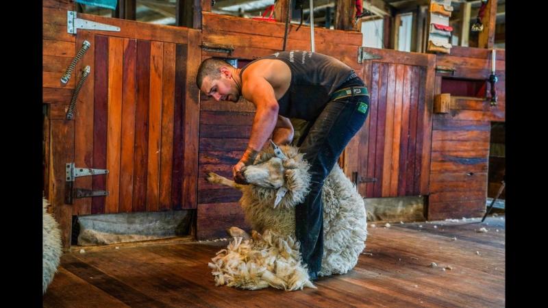 To break the current world record, Stuart must shear in excess of 868 lambs