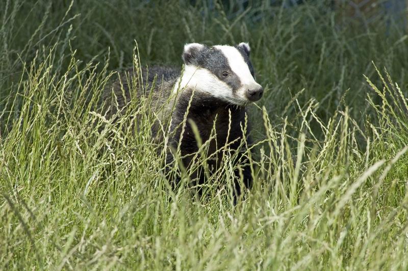 The decision to expand the annual badger cull is set to be approved this week