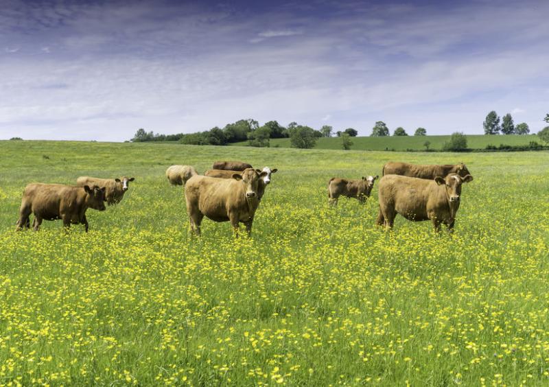 Recent media reports have amounted to a 'mass misunderstanding' of the effects of UK beef production on the environment