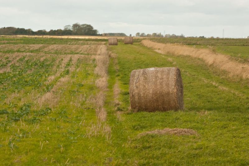 Agriculture carries the highest rate of suicide above any other occupation