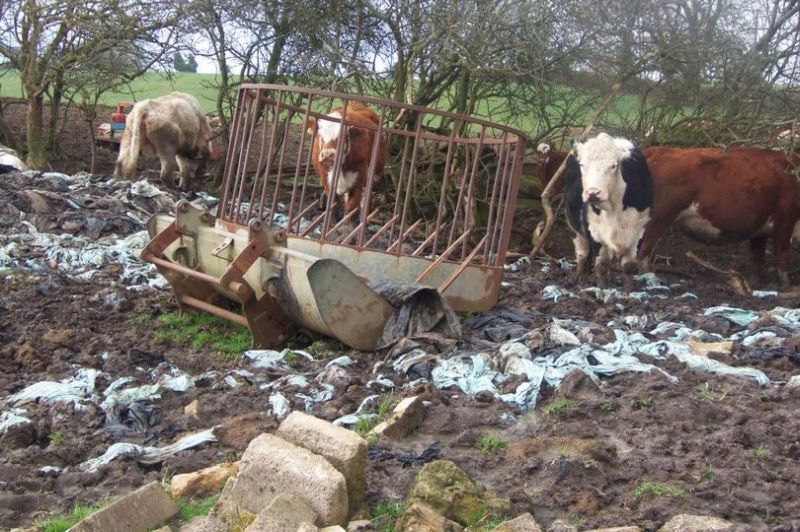 Officers found dozens of cattle deep in mud in fields full of scrap (Photo: Bath and North East Somerset Council)