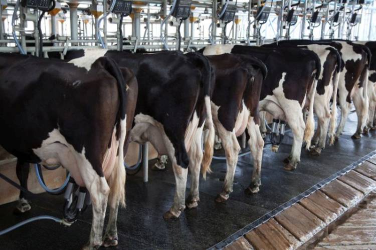 Dairy farms in the UK are losing up to £3m per year during cleaning routines