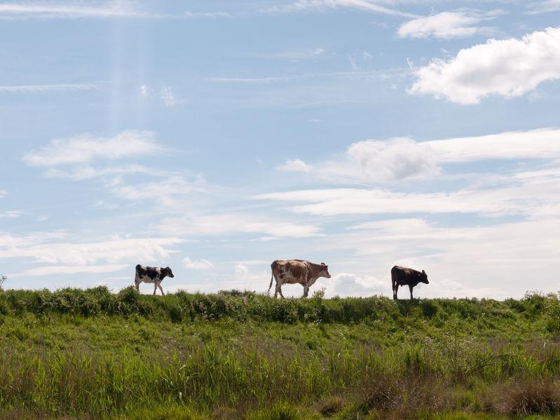 A woman has been critically injured after being trampled by cows in a Peak District field