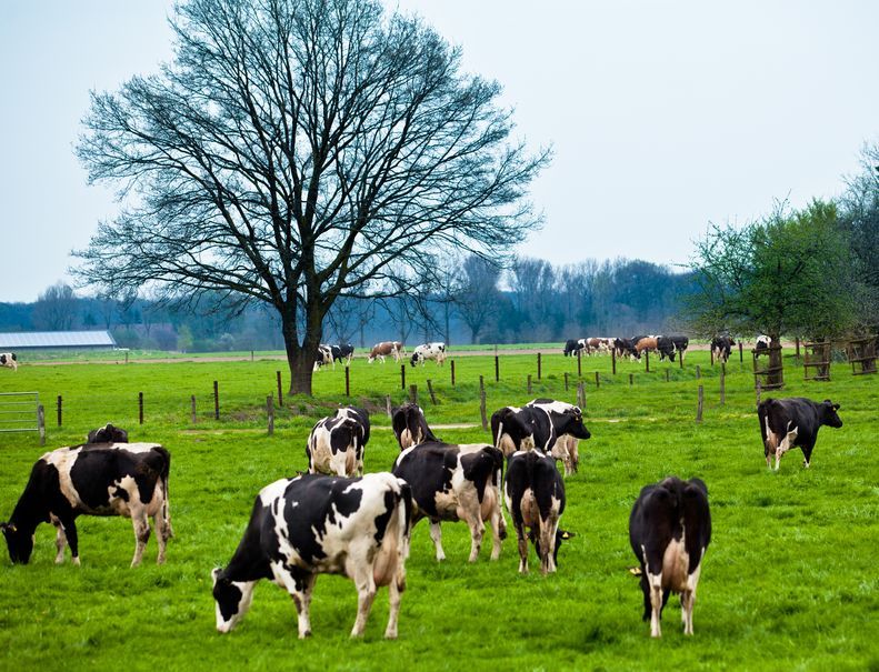 There has been a decline in new confirmed TB cases in Gloucestershire and Somerset